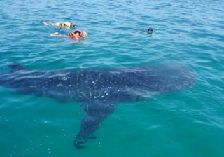  与鲸鲨一起浮潜 